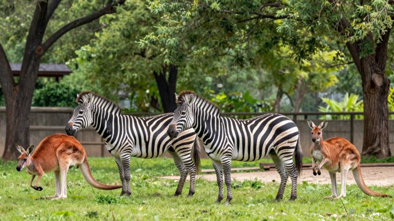 Nandankanan Zoo Set to Welcome Zebras and Red Kangaroos, Expanding African Savannah Experience